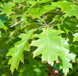 Roteiche / Amerikanische Spitzeiche (Quercus rubra)