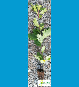 Roteiche / Amerikanische Spitzeiche (Quercus rubra)