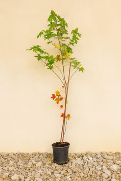 Amerikanischer Amberbaum / Seesternbaum (Liquidambar styraciflua)