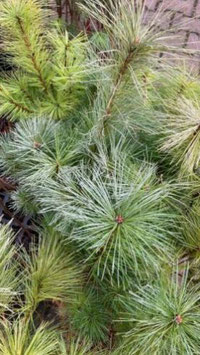 Weymouth-Kiefer / Strobe (Pinus strobus)