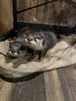 コツメカワウソ　販売　ペア