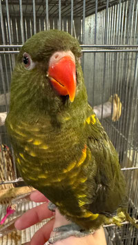 コセイガイインコ　福島店　販売
