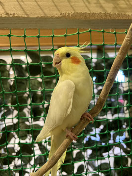 オカメインコ　ルチノー　秋田イオン中央店販売