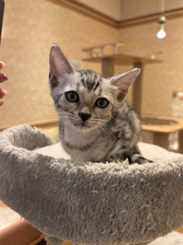 ベンガル　ベビー販売　秋田イオン中央店