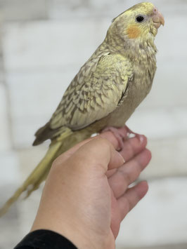 オカメインコ　シナモンパール　栃木店販売