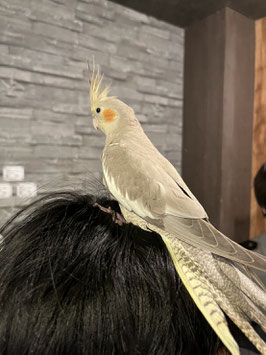 オカメインコ　ノーマル　仙台店　販売