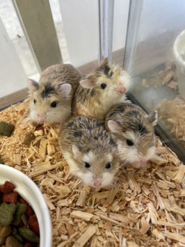 ロボロフスキーハムスター　シナモン　秋田イオン中央店　販売