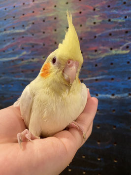 オカメインコ　ルチノー　福島店　販売