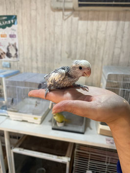 コザクラインコ　WFバイオレットパイド　雛②　盛岡店　販売