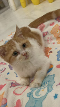 ミヌエット♀　ベビー販売　仙台EBeanS店