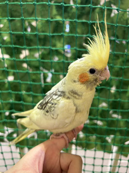 オカメインコ　ヘビーパイド　秋田中央店　販売