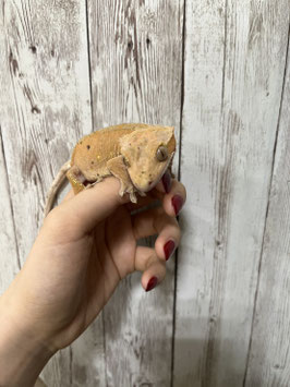 クレステッドゲッコー　栃木店販売