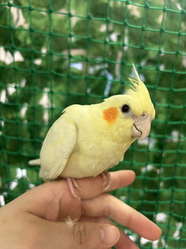オカメインコ　ルチノー　秋田中央店　販売