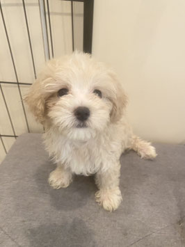ハーフ犬　ベビー販売　新潟店