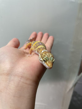 レオパードゲッコー　ベビー　パターンレスアルビノhetエクリプス　仙台泉店　販売