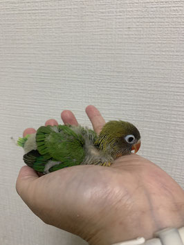 ルリコシボタンインコ　雛　仙台店　販売