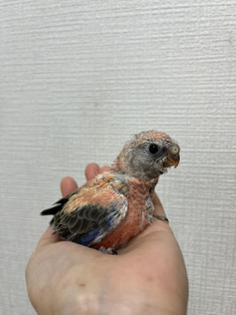 アキクサインコ　ローズ　仙台店　販売