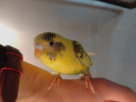 セキセイインコ①　雛　新潟店　販売