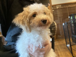 ハーフ犬　ベビー販売　福島店