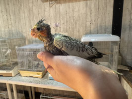 オカメインコ　パール　雛　秋田中央店　販売