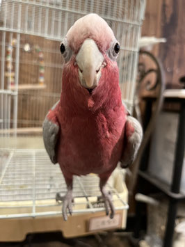 モモイロインコ♂　仙台店販売