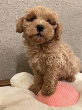 ハーフ犬♂　ベビー販売　仙台EBeanS店