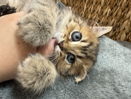 長毛　マンチカン　ベビー販売　盛岡店