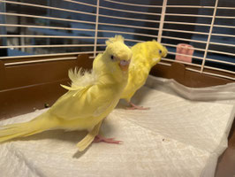 セキセイインコ 販売 ペットショップricky 珍獣エキゾチックアニマルエキゾチックアニマル専門店 盛岡店 仙台店 青森店 秋田店 福島店 栃木店 ブリーダーズショップ ペット買い取り 東北全域 関東まで出張買い取りもしています