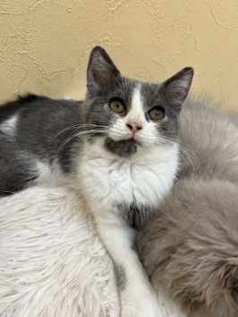 スコティッシュフォールド　ベビー販売　秋田アマノ店