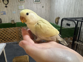 コザクラインコ　色変わり販売　盛岡店