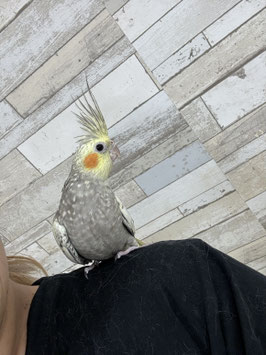 オカメインコ　パール　栃木店　販売