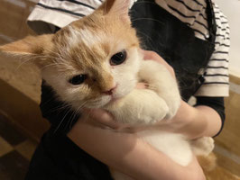 スコティッシュフォールド　ベビー販売　福島店