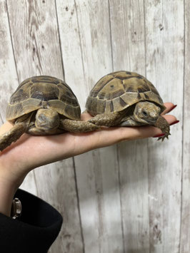 ギリシャリクガメ　栃木店販売