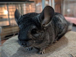 チンチラ　グレー②　オス　盛岡店　販売