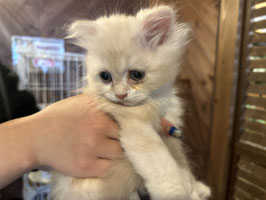 スコティッシュフォールド　ベビー販売　福島店