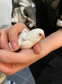 セキセイインコ雛　アルビノ　盛岡店販売