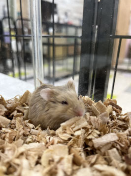 キャンベルハムスター　栃木店販売