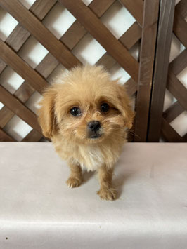 ハーフ犬　ベビー販売　秋田アマノ店