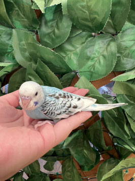 セキセイインコ①　秋田イオン中央店販売