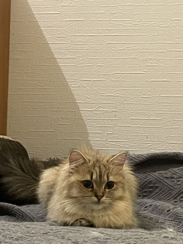 ミヌエット♀　仙台泉店販売