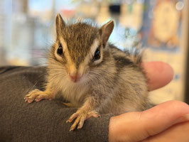 シマリス　ベビー　福島店販売