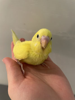 セキセイインコ　イエローブラックアイ　仙台泉店　販売