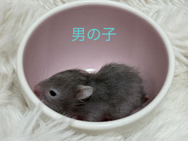 長毛ハムスター　セーブル　栃木店S　販売