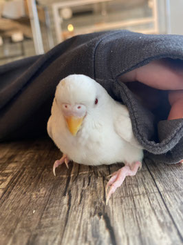 セキセイインコ⑥　福島店　販売