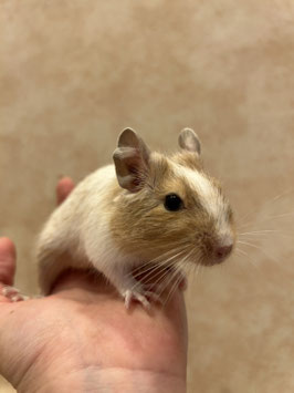 デグー　サンドパイド♂　べビー　秋田中央店　販売