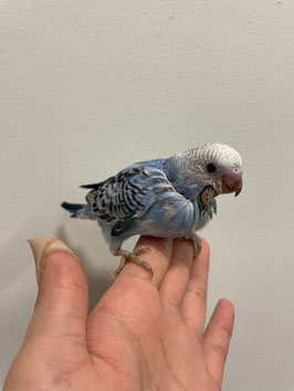 セキセイインコ　オパーリンブルー　仙台泉店販売