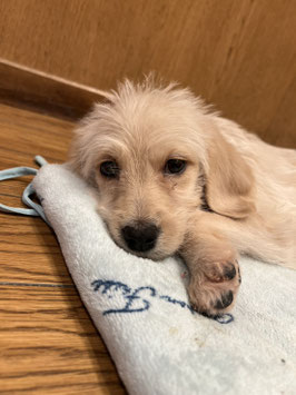 ロップー♀　秋田イオン中央店販売