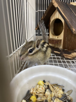 シマリス　ベビー　オス　仙台ズーモア店　販売