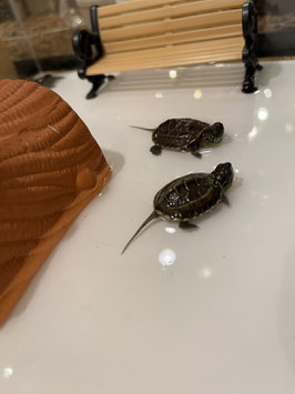 ゼニガメ　仙台店販売