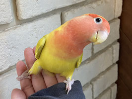 コザクラインコ　オーストラリアンイエロー　メス　福島店　販売
